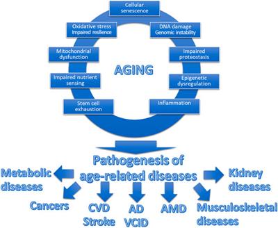 Geroscience and pathology: a new frontier in understanding age-related diseases